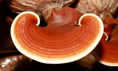 Giới thiệu về Nấm Linh Chi đỏ Đà Lạt