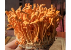 Đông trùng hạ thảo tươi (160gr - 180gr/hủ)